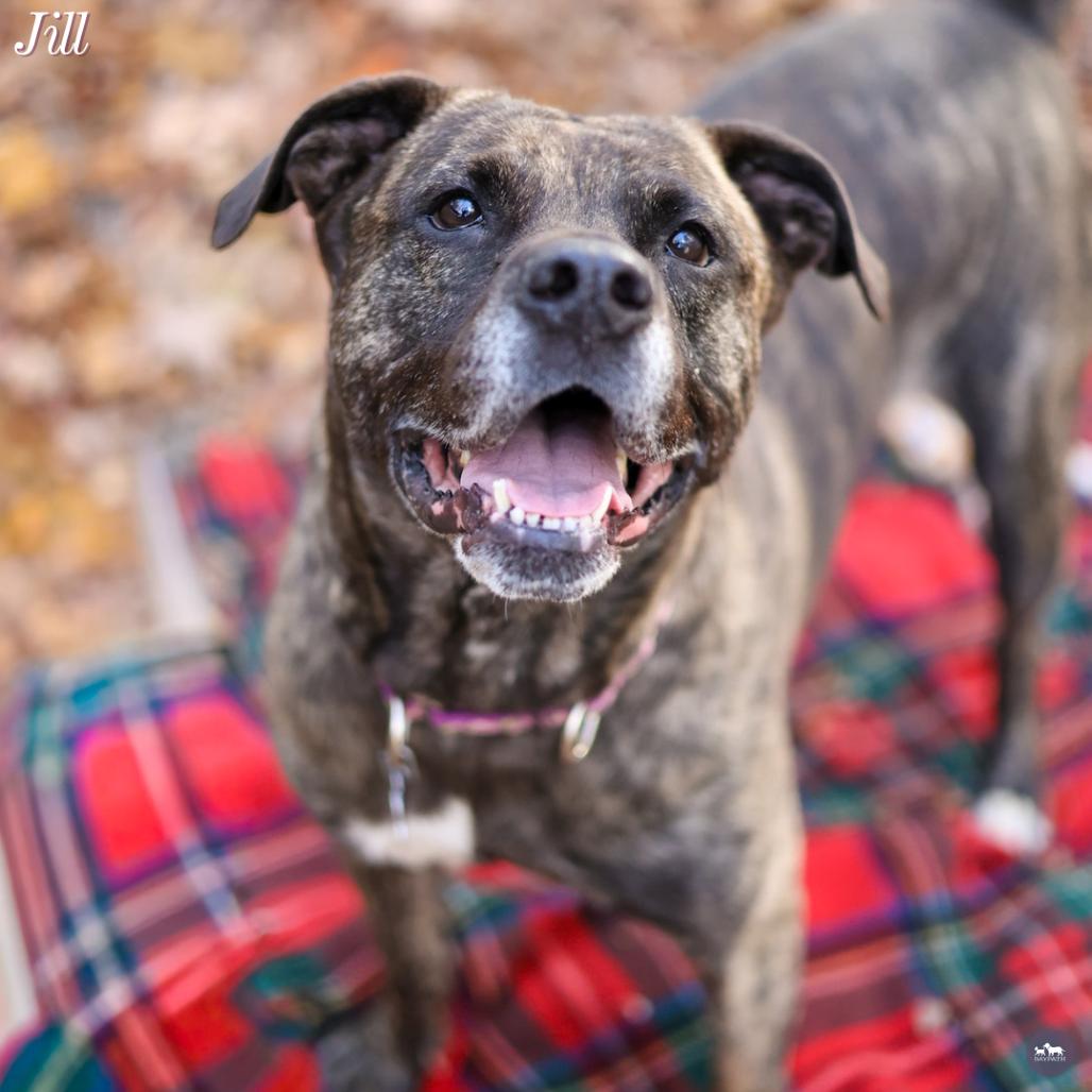 Enlarge Jill, a Adoptable mixed breed in Hopkinton, MA image 5/6