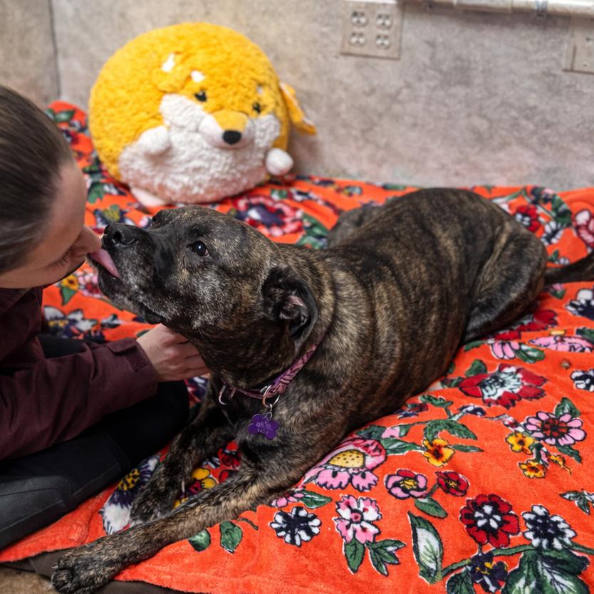 Enlarge Jill, a Adoptable mixed breed in Hopkinton, MA image 6/6