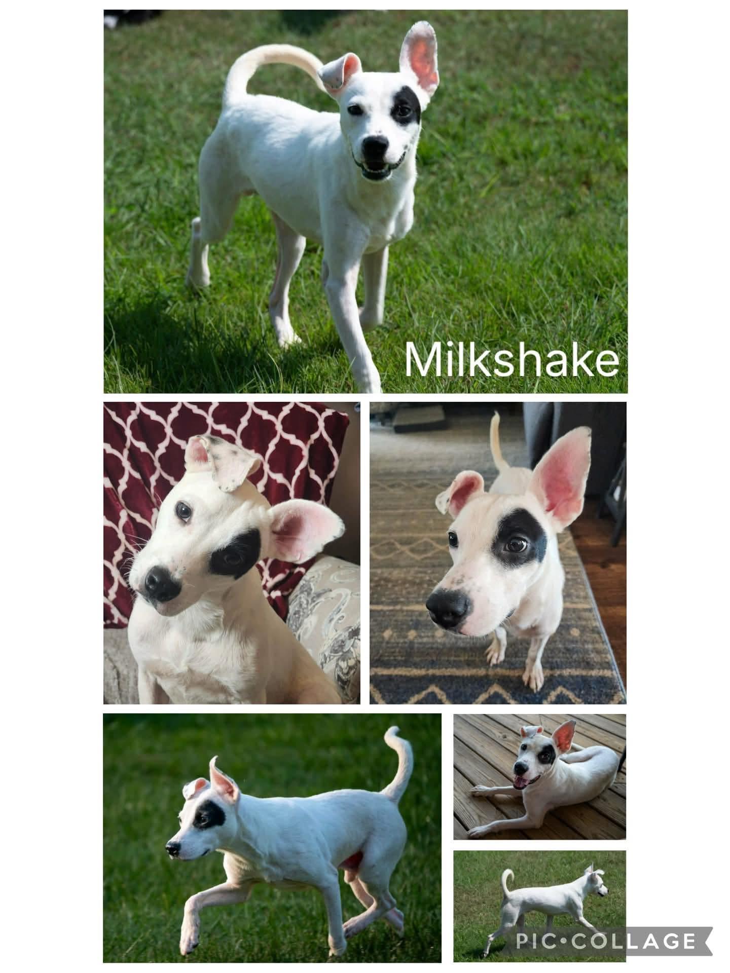 Milkshake, ADOPTABLE, Young Male Jack Russell Terrier.