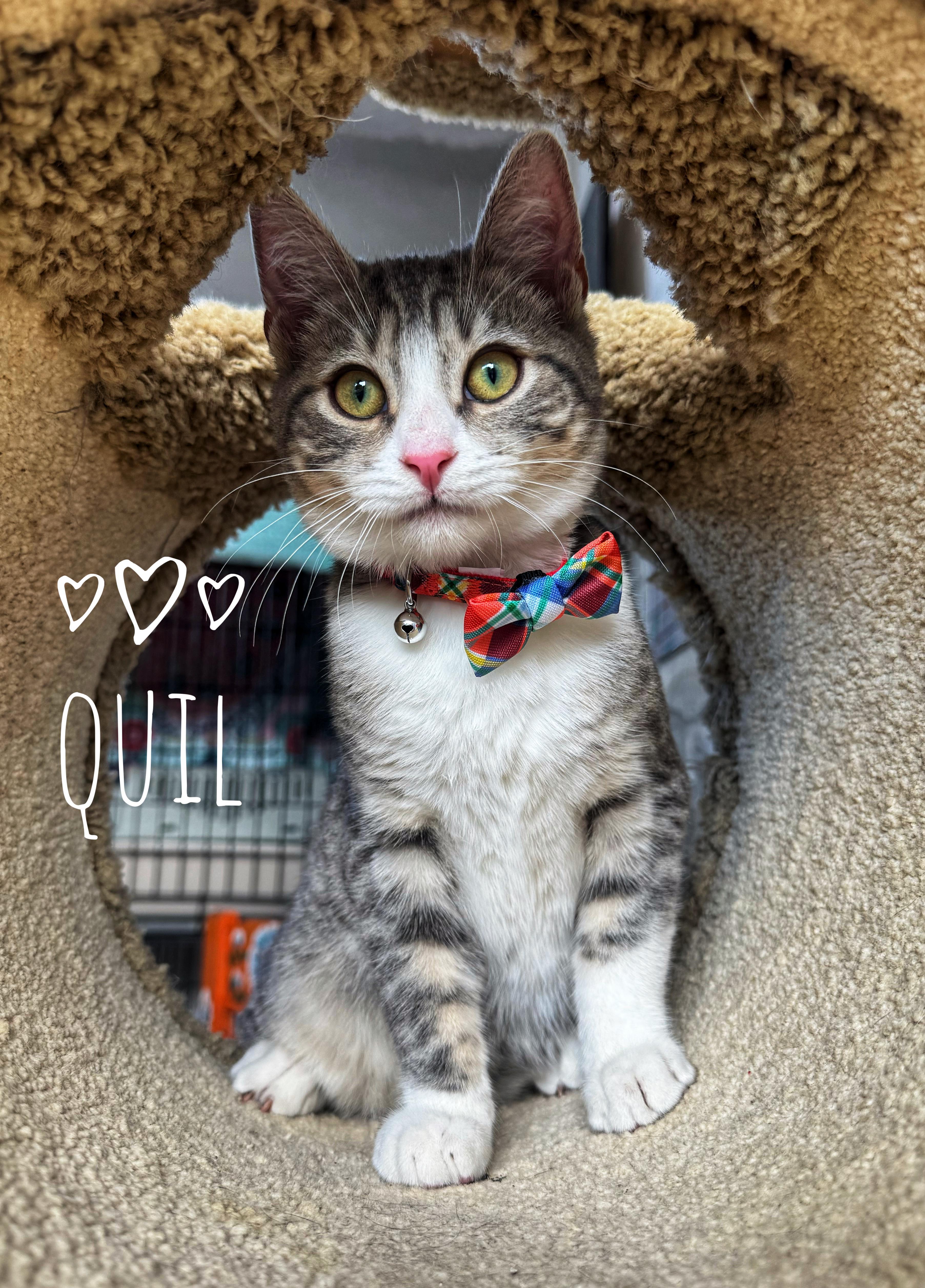 Bonded* Quil and Zana, ADOPTABLE, Kitten Male Domestic Short Hair.