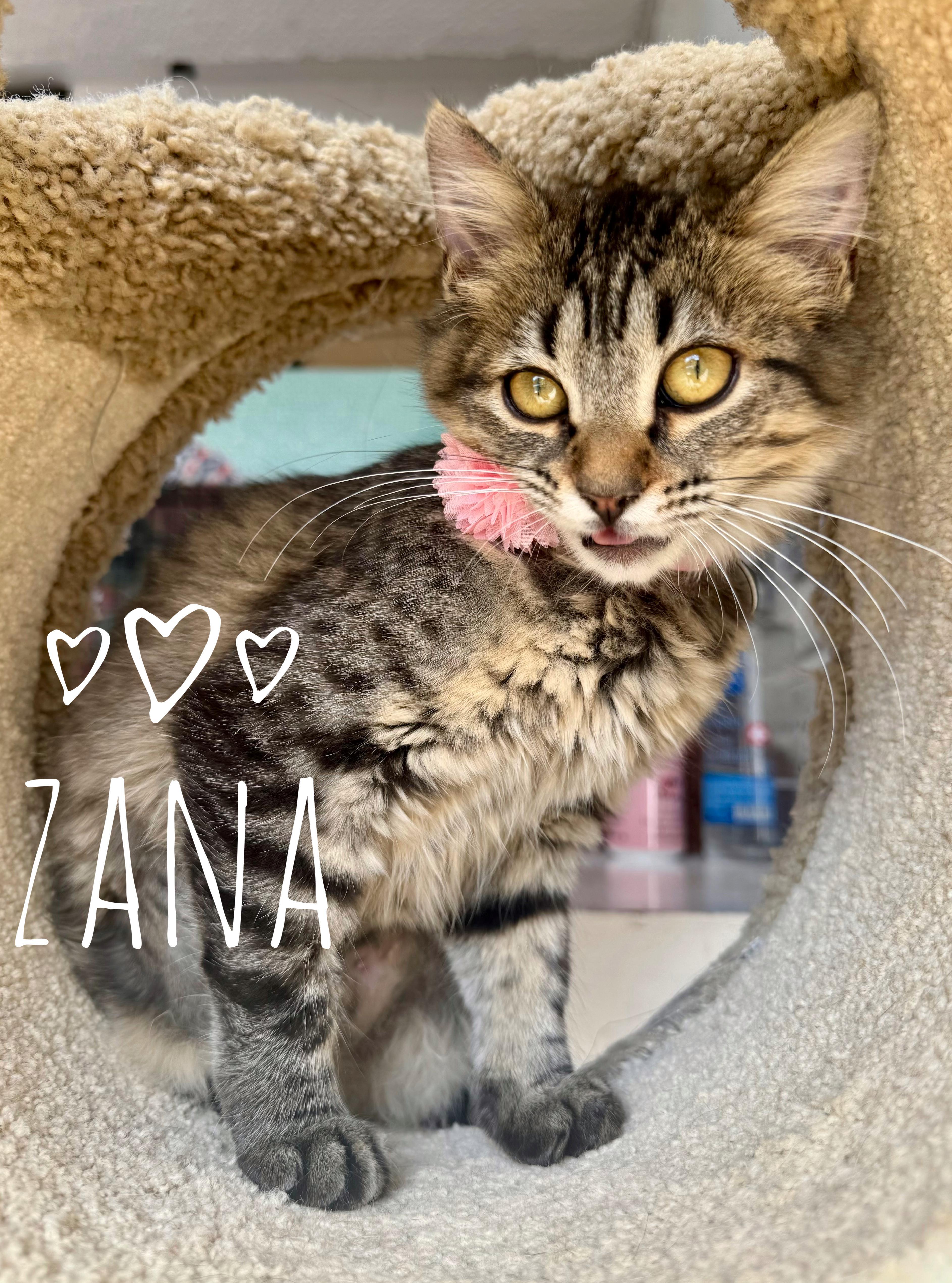 Enlarge Bonded* Quil and Zana, an adopted mixed breed in Seattle, WA image 2/3