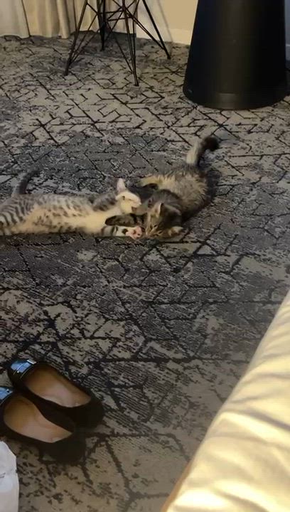 Enlarge Bonded* Quil and Zana, an adopted mixed breed in Seattle, WA video 3/3