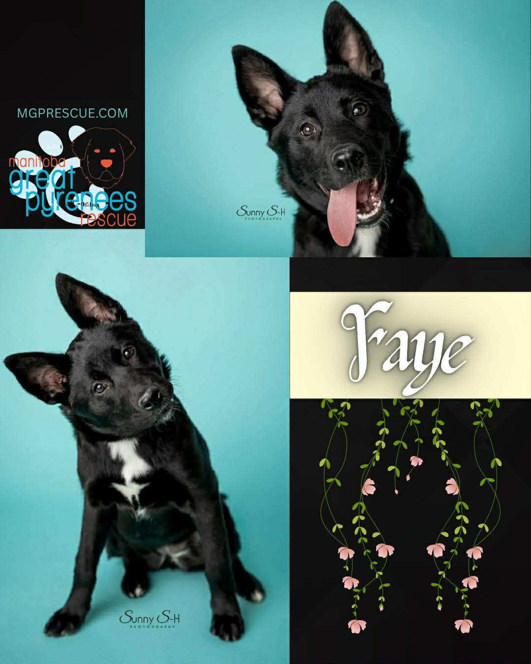 Enlarge Faye, a ADOPTABLE mixed breed in New Bothwell, MB image 1/1