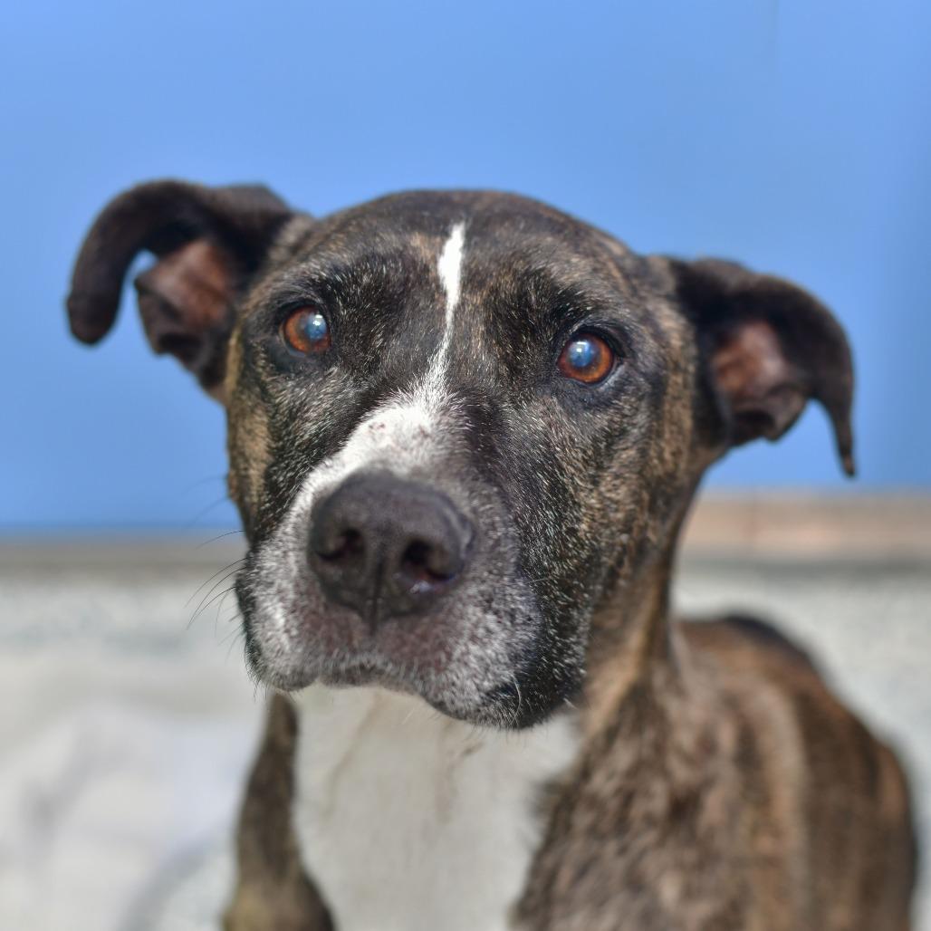 Enlarge Rosie, a Adoptable Pit Bull Terrier in Ottawa, KS image 1/2