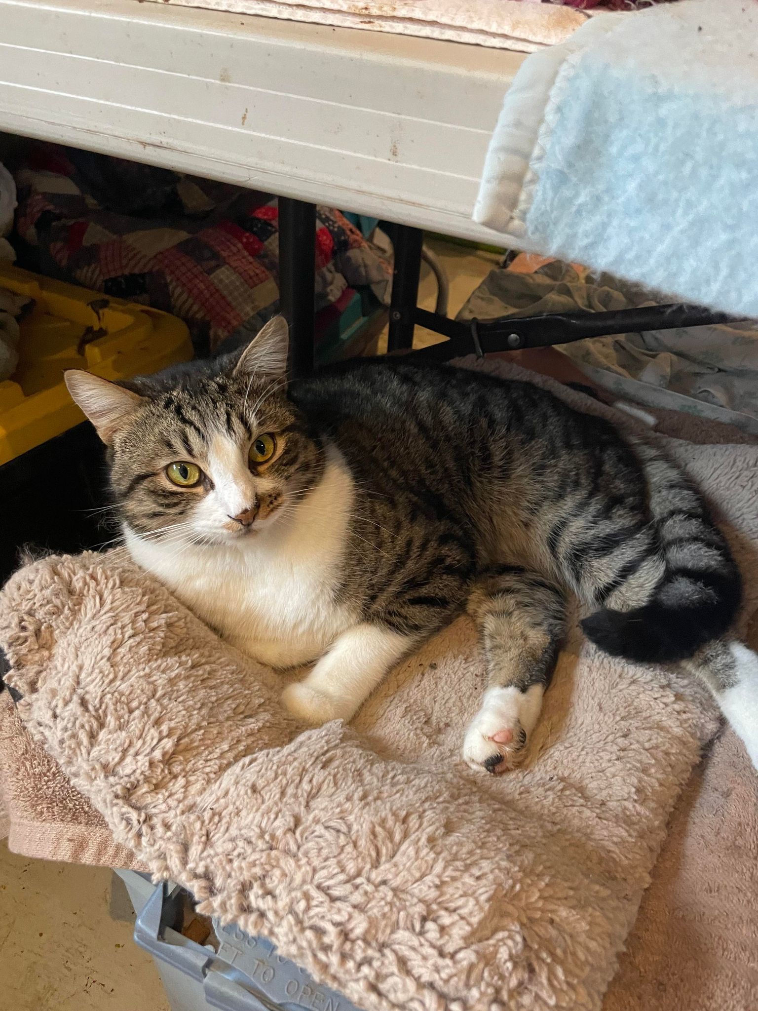 Enlarge Manley, a Adoptable mixed breed in Palo Cedro, CA image 1/1