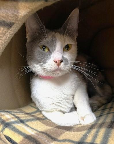 Lilac, adopted, Adult Female Domestic Short Hair.