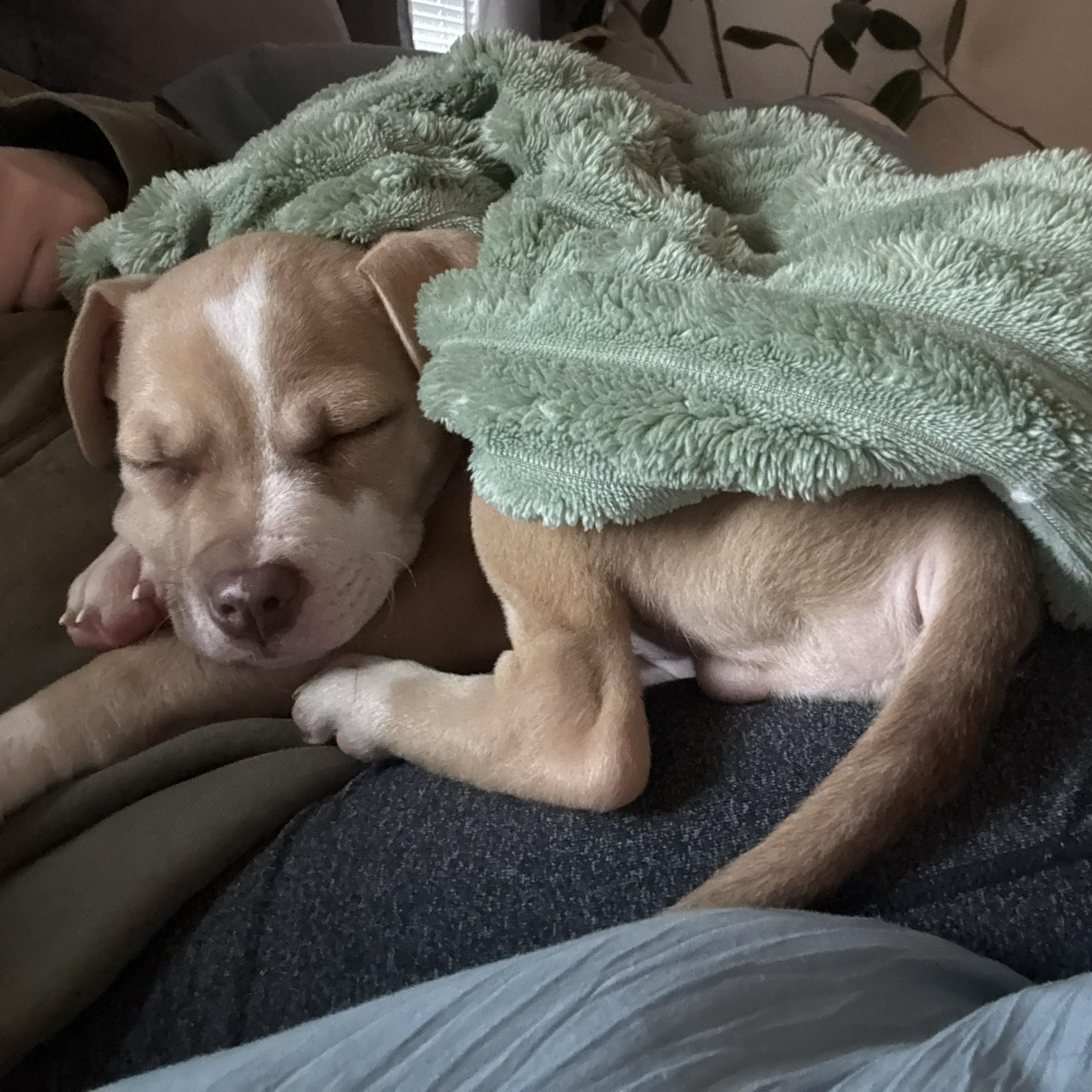 Enlarge Egg, an adoptable mixed breed in The Dalles, OR image 2/5