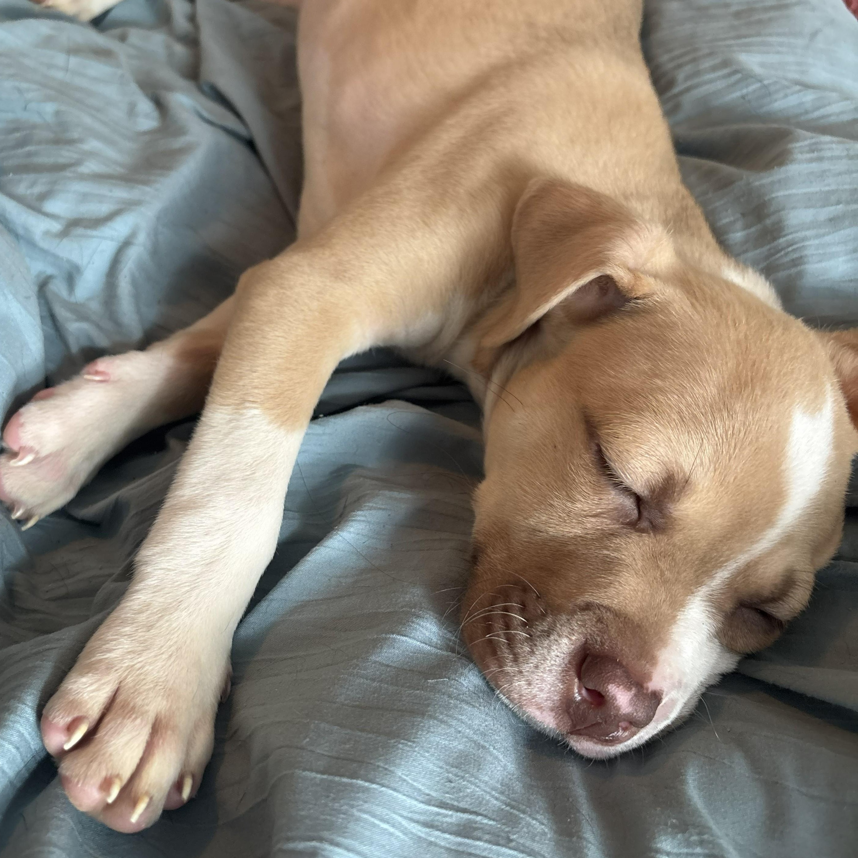 Egg, adoptable, Young Male Mixed Breed.