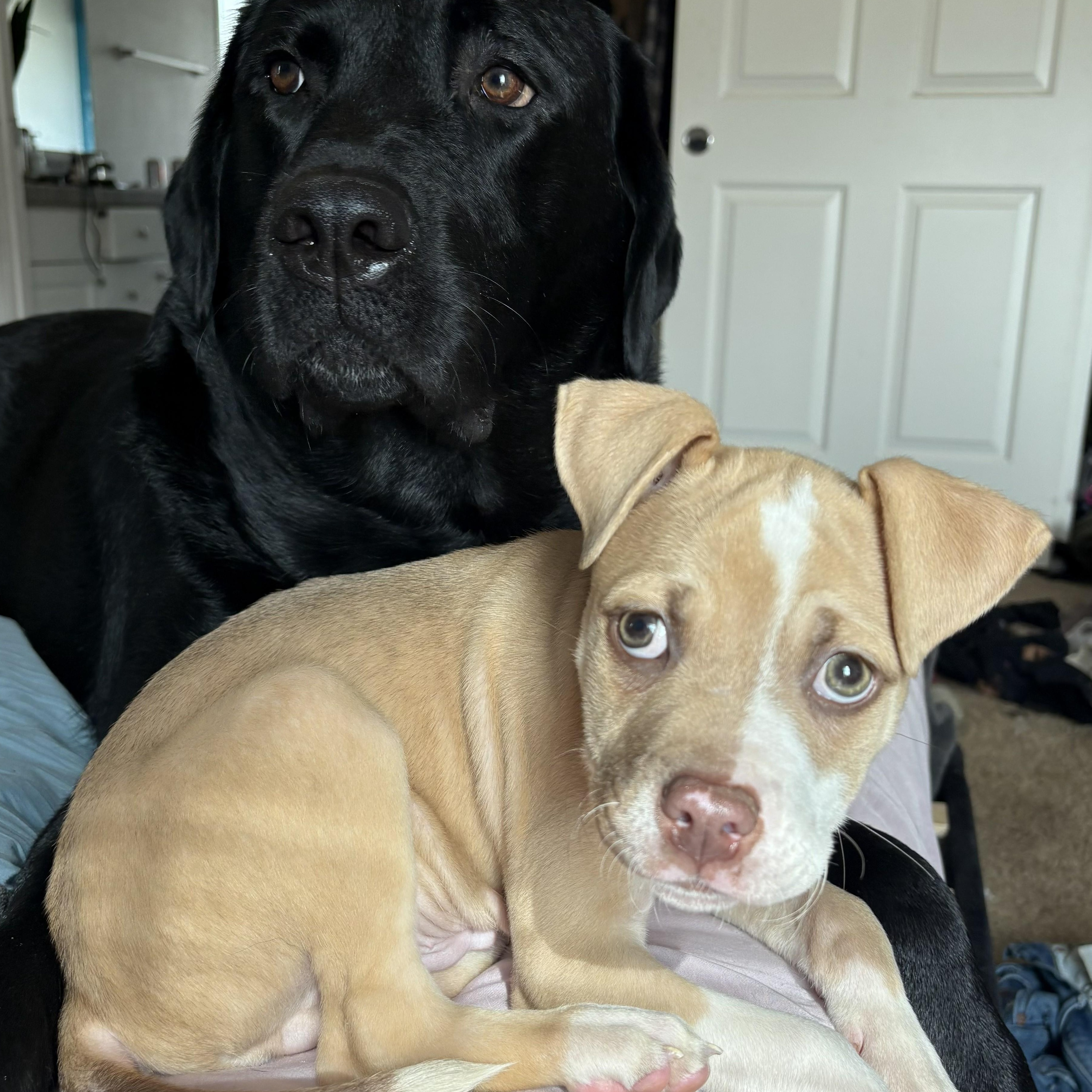 Enlarge Egg, an adoptable mixed breed in The Dalles, OR image 3/5