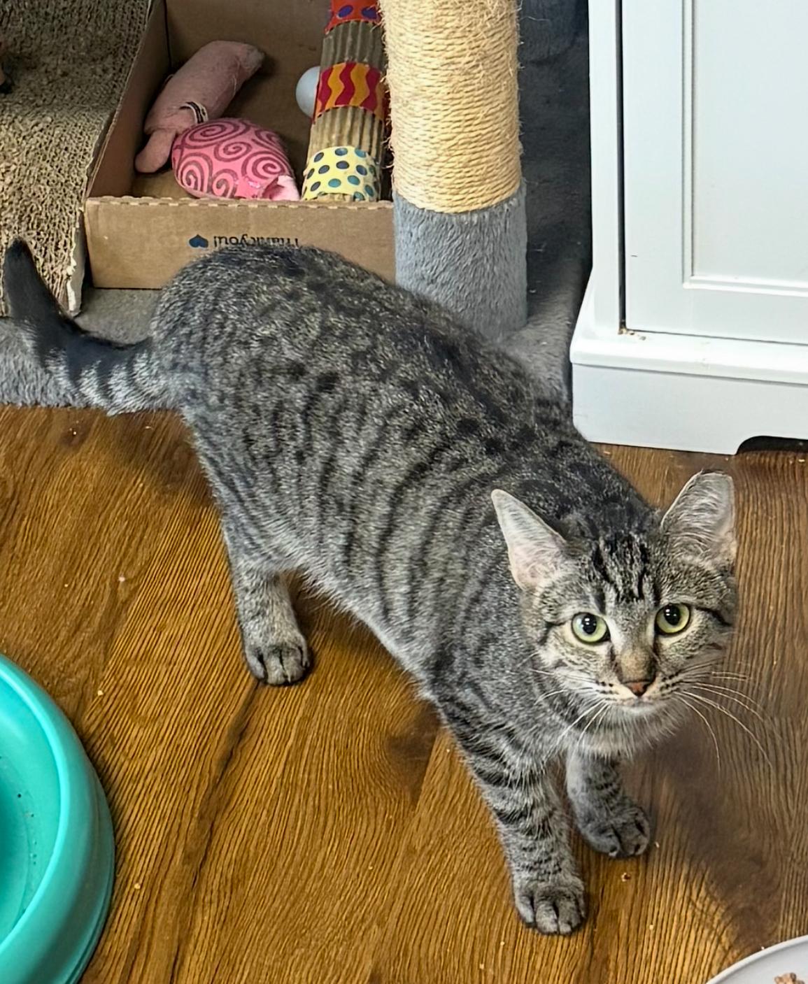 Robin, Adoptable, Young Female Domestic Short Hair.