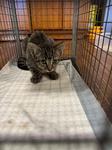 Enlarge Robin, a Adoptable Domestic Short Hair in Chico, CA image 1/1