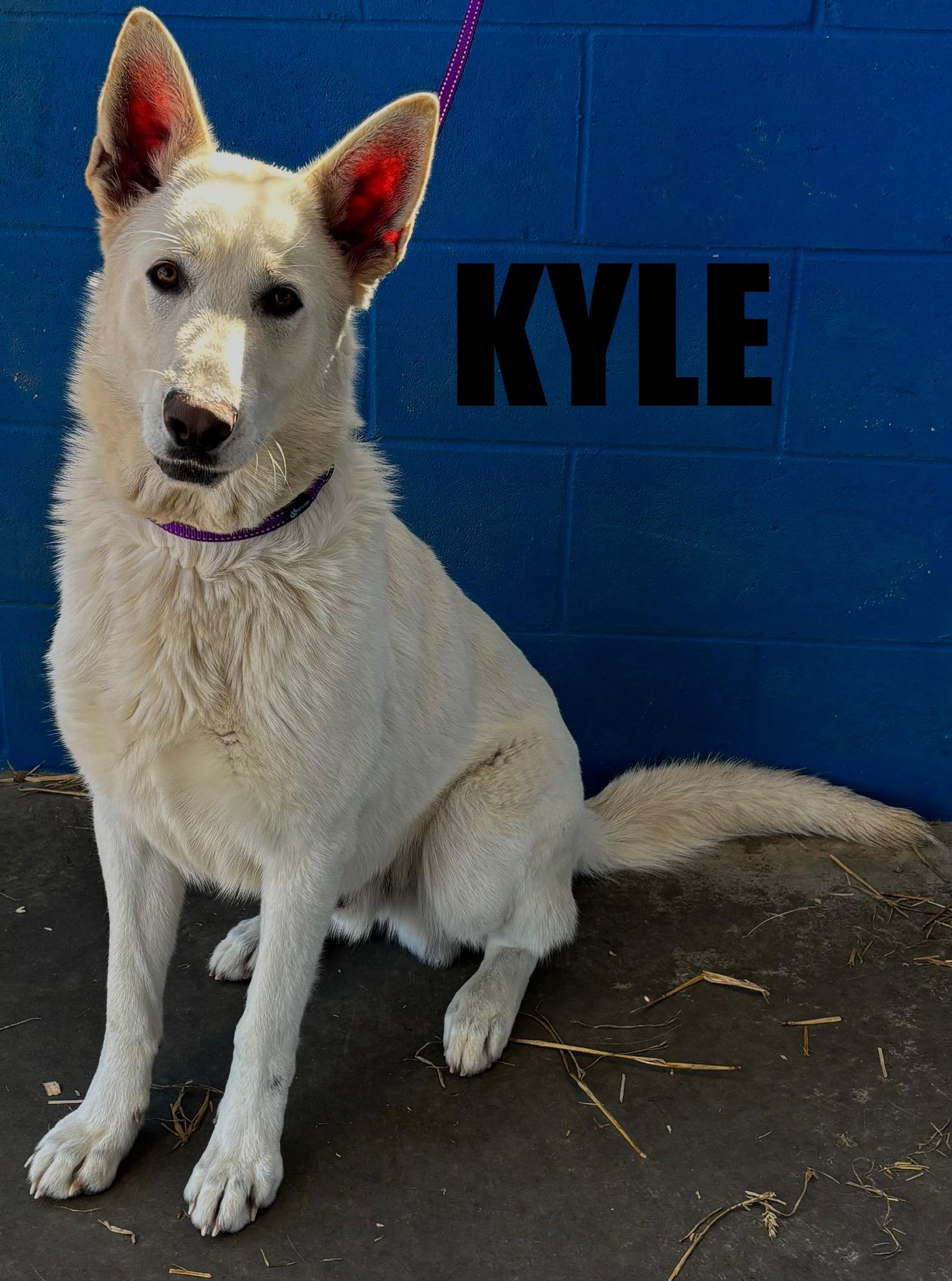 Kyle , ADOPTABLE, Adult Male German Shepherd Dog.