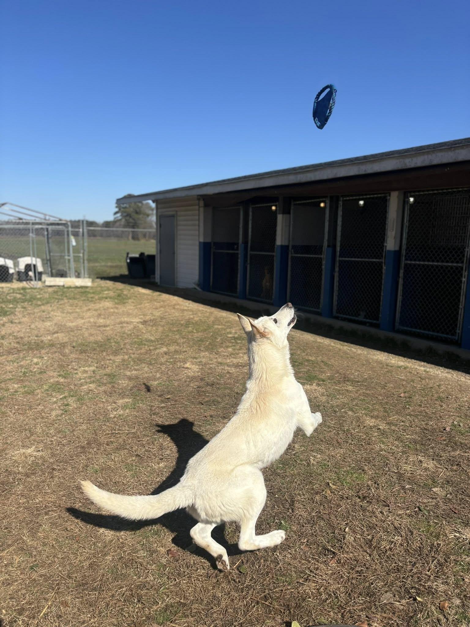 Enlarge Kyle , a ADOPTABLE mixed breed in Snow Hill, NC image 5/6