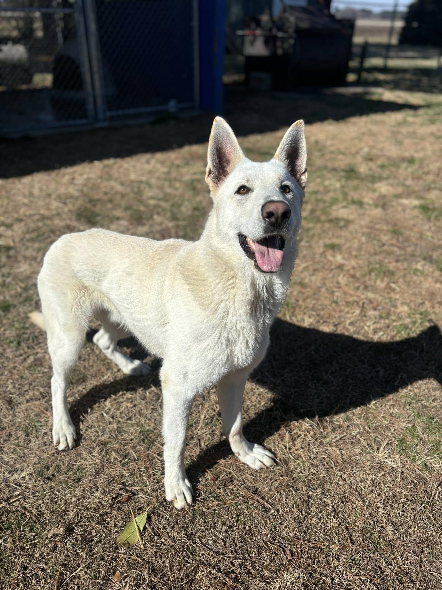 Enlarge Kyle , a ADOPTABLE mixed breed in Snow Hill, NC image 4/6