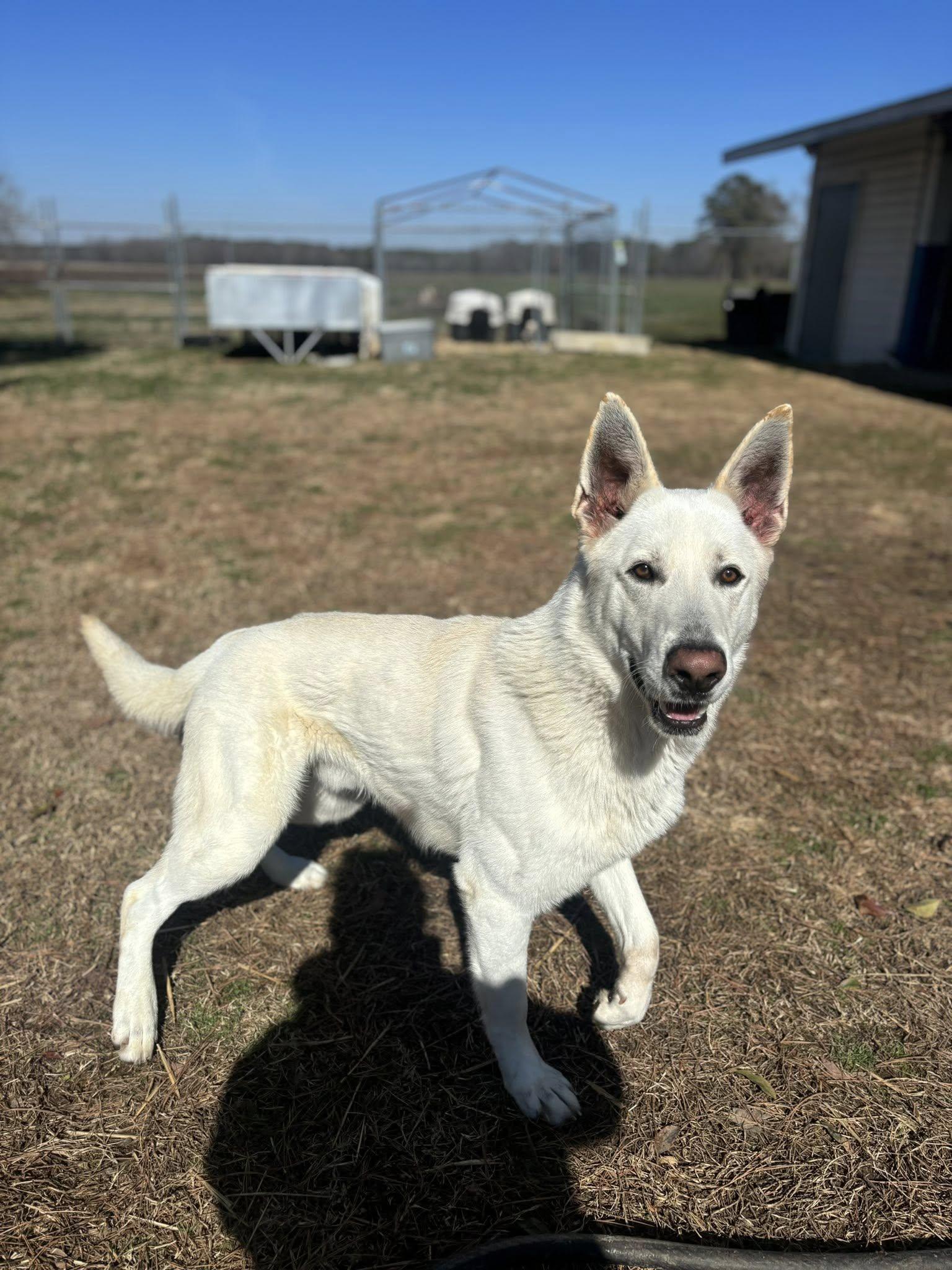 Enlarge Kyle , a ADOPTABLE mixed breed in Snow Hill, NC image 6/6