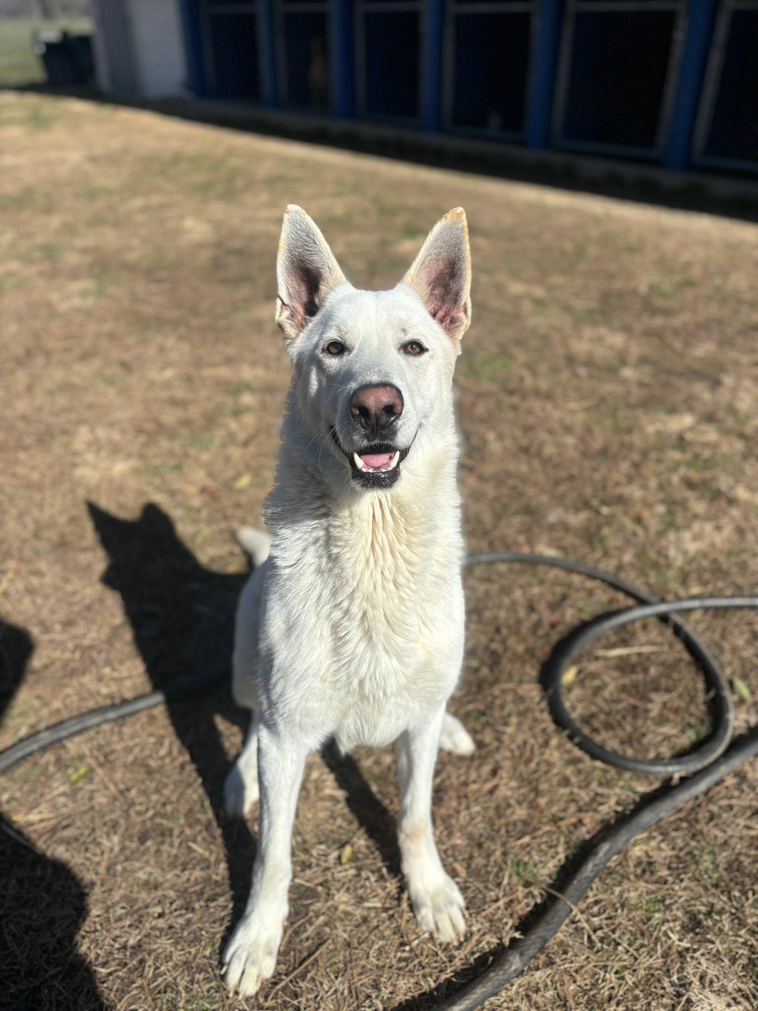 Enlarge Kyle , a ADOPTABLE mixed breed in Snow Hill, NC image 3/6