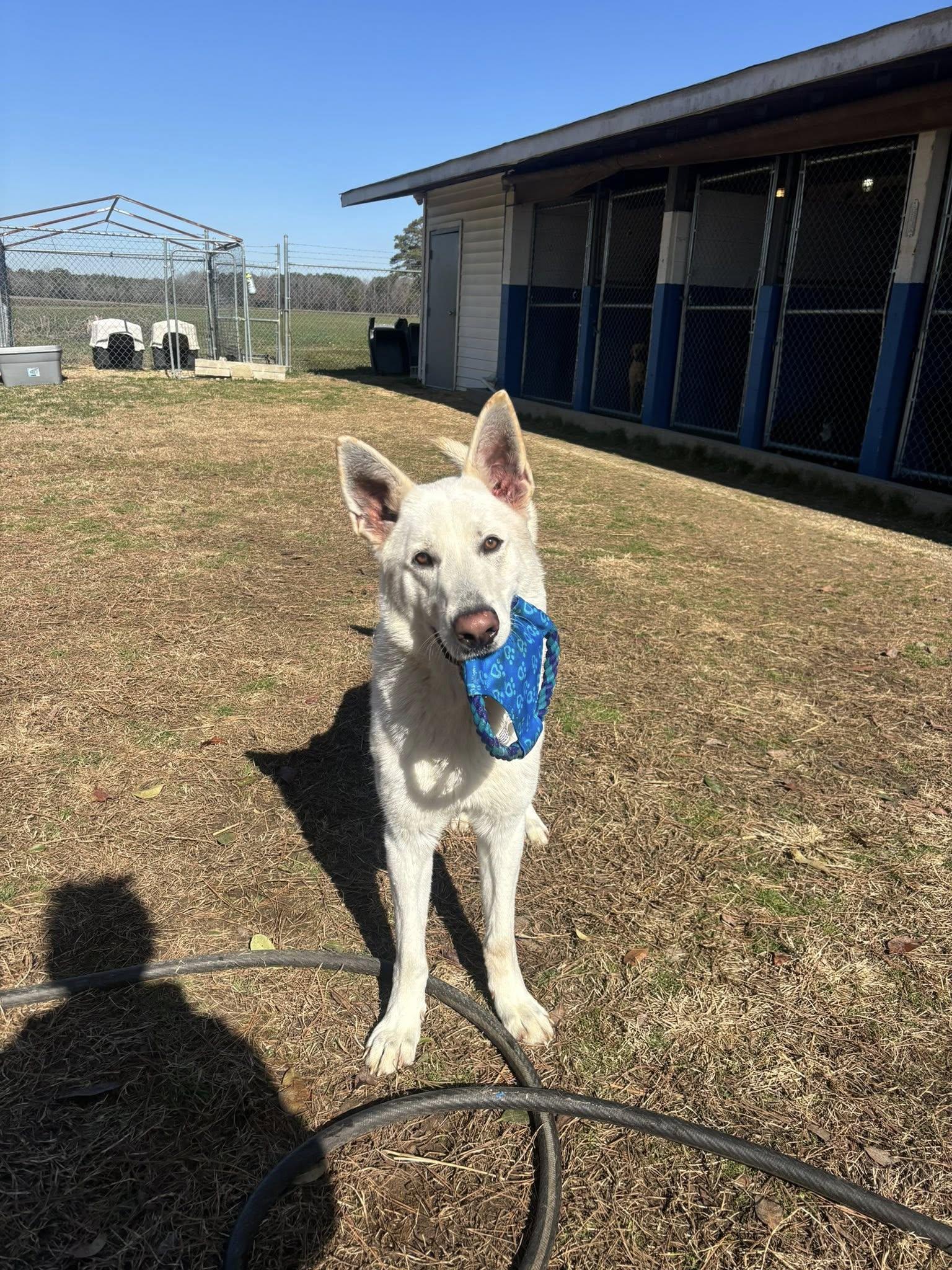 Kyle , ADOPTABLE, Adult Male German Shepherd Dog.