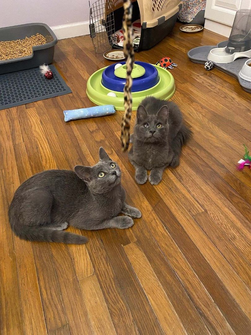 Clay and Armani, a Adoptable Domestic Short Hair in Newfane, NY image 1/7
