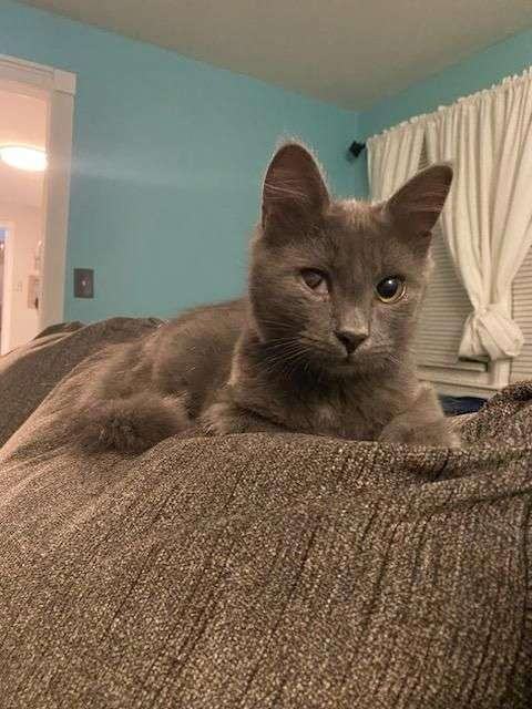 Clay and Armani, a Adoptable Domestic Short Hair in Newfane, NY image 3/7