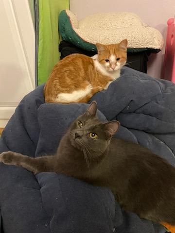 Clay and Armani, a Adoptable Domestic Short Hair in Newfane, NY image 4/7