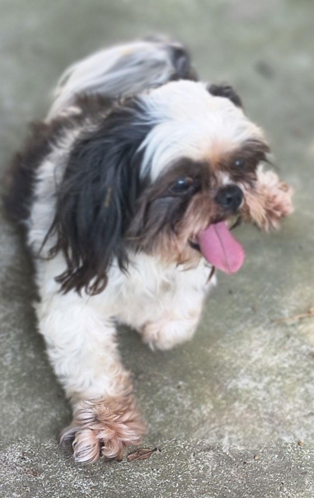 Enlarge Sam, a Adopted Shih Tzu in Baileyton, AL image 1/3