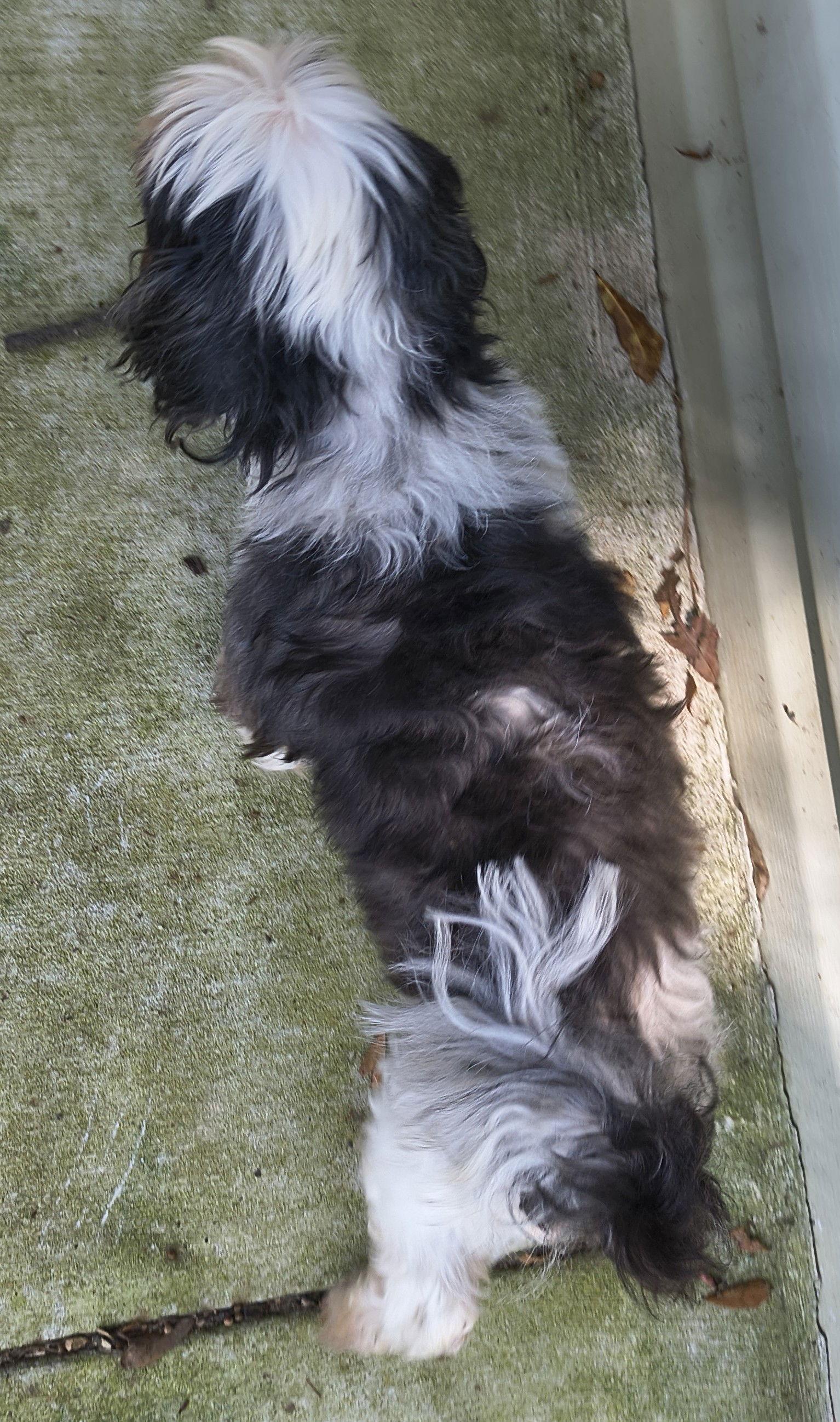 Enlarge Sam, a Adopted Shih Tzu in Baileyton, AL image 2/3