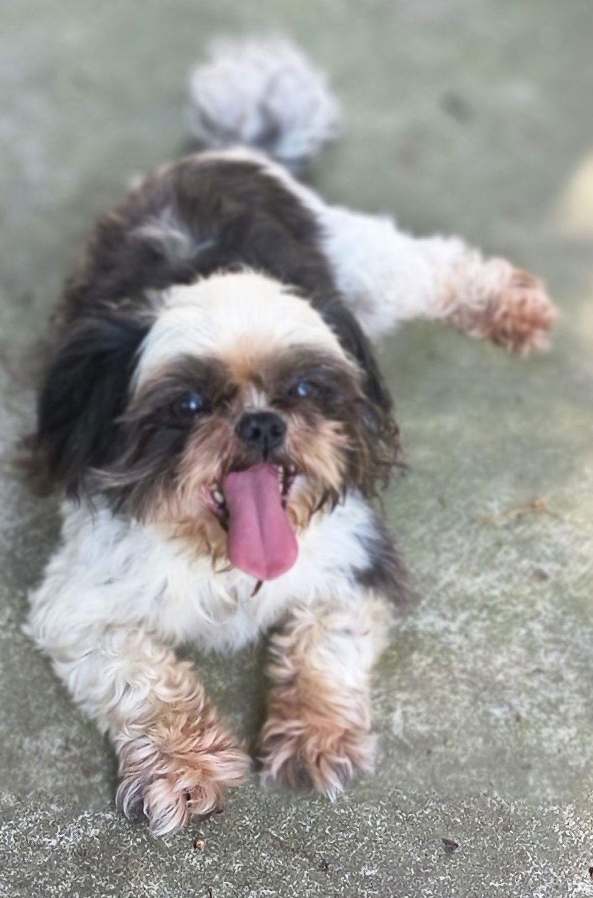 Enlarge Sam, a Adopted Shih Tzu in Baileyton, AL image 3/3