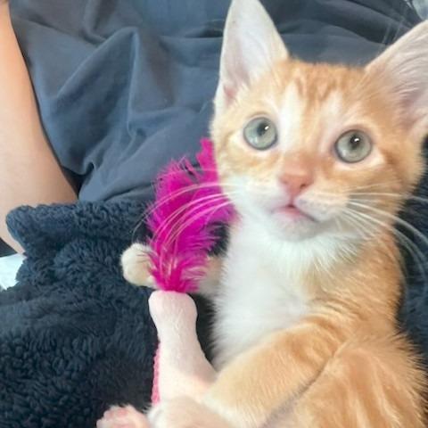 Mako-, Adoptable, Kitten Male Domestic Short Hair.