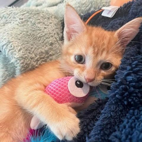 Enlarge Mako-, a Adoptable Domestic Short Hair in Richmond, VA image 2/5