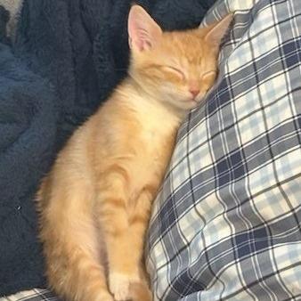 Enlarge Mako-, a Adoptable Domestic Short Hair in Richmond, VA image 3/5