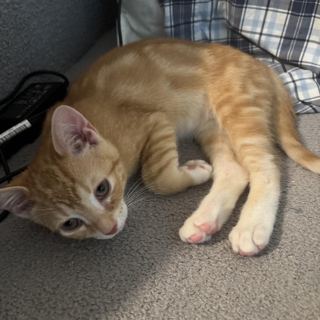 Enlarge Mako-, a Adoptable Domestic Short Hair in Richmond, VA image 4/5