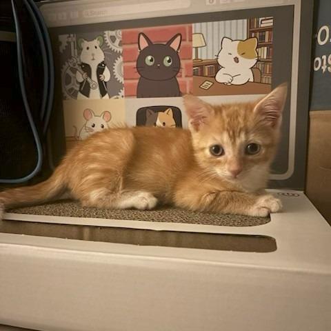 Enlarge Mako-, a Adoptable Domestic Short Hair in Richmond, VA image 5/5