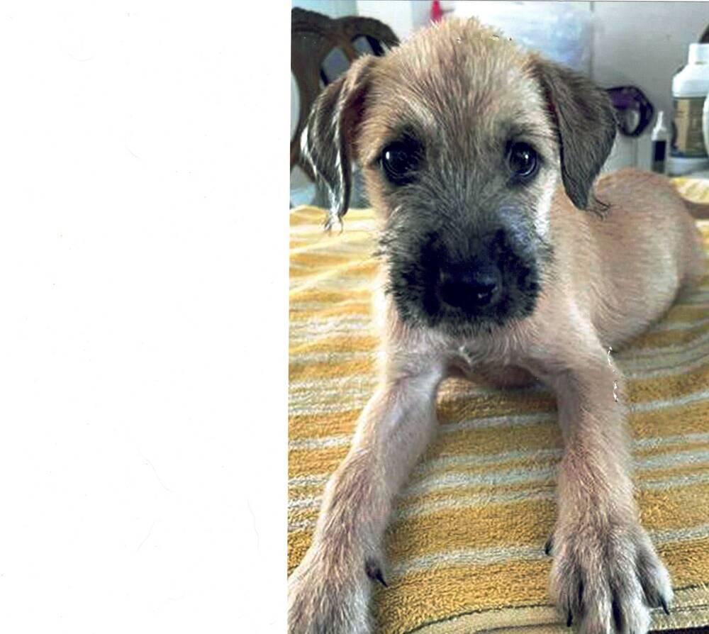 Arturo, Adoptable, Adult Male Schnauzer.