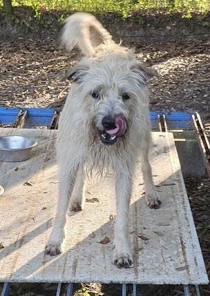 Arturo, a Adoptable mixed breed in Gretna, FL image 2/2