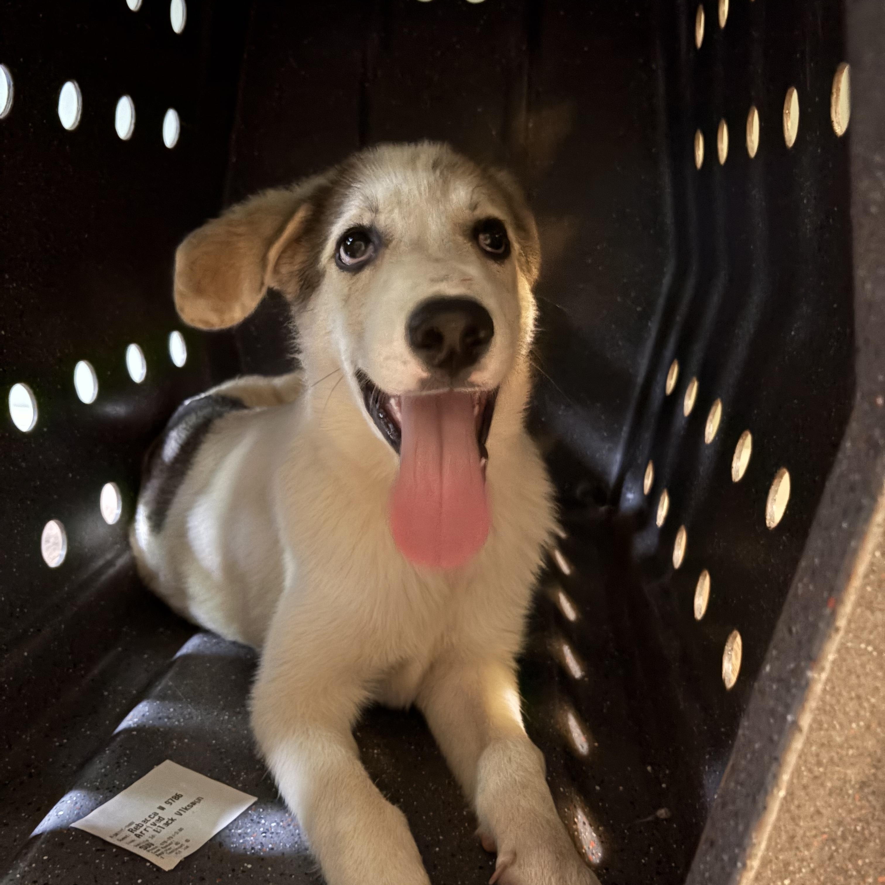 Nala, a ADOPTABLE mixed breed in Jasper, GA image 4/6