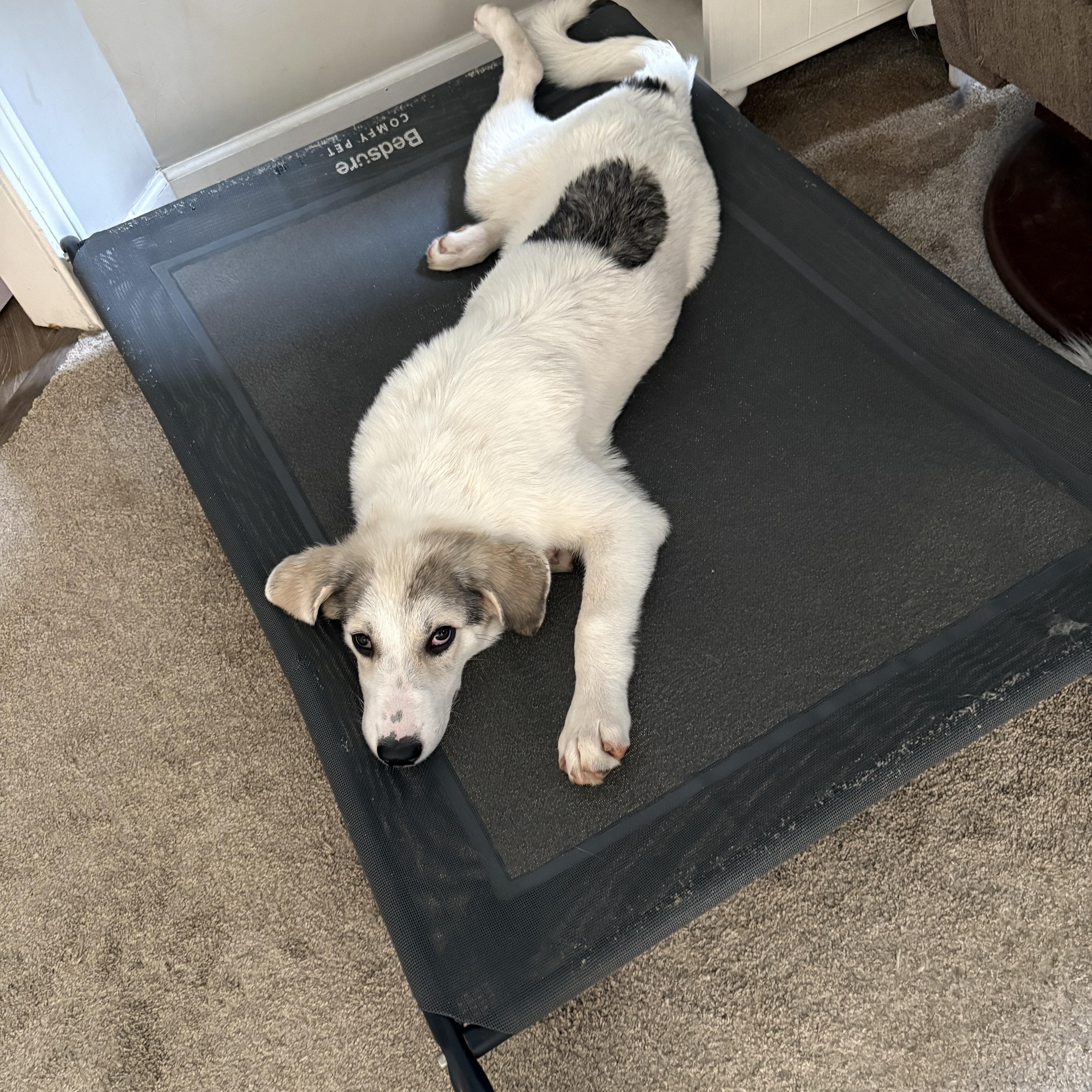 Nala, a ADOPTABLE mixed breed in Jasper, GA image 2/6