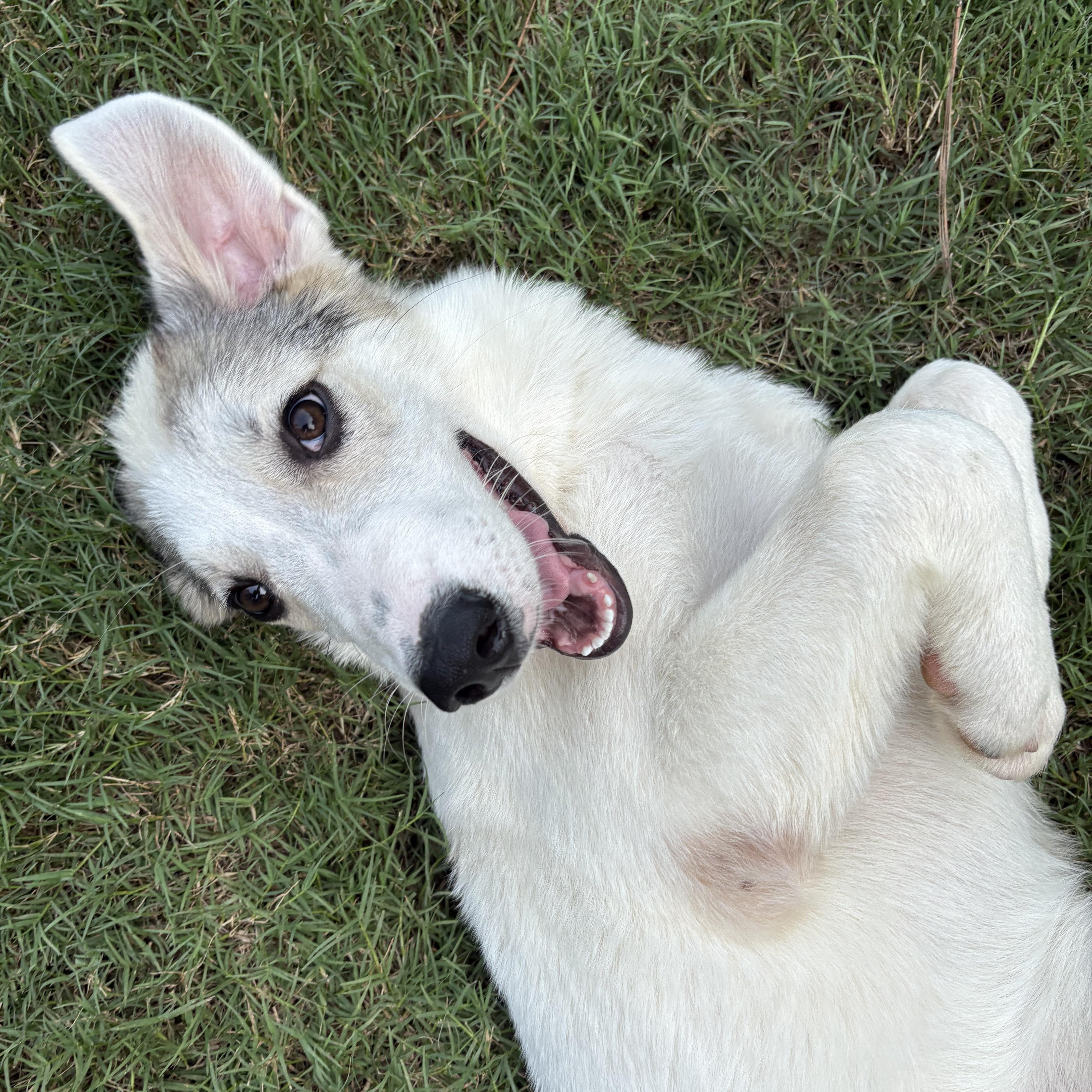 Nala, ADOPTABLE, Puppy Female Siberian Husky & Great Pyrenees.