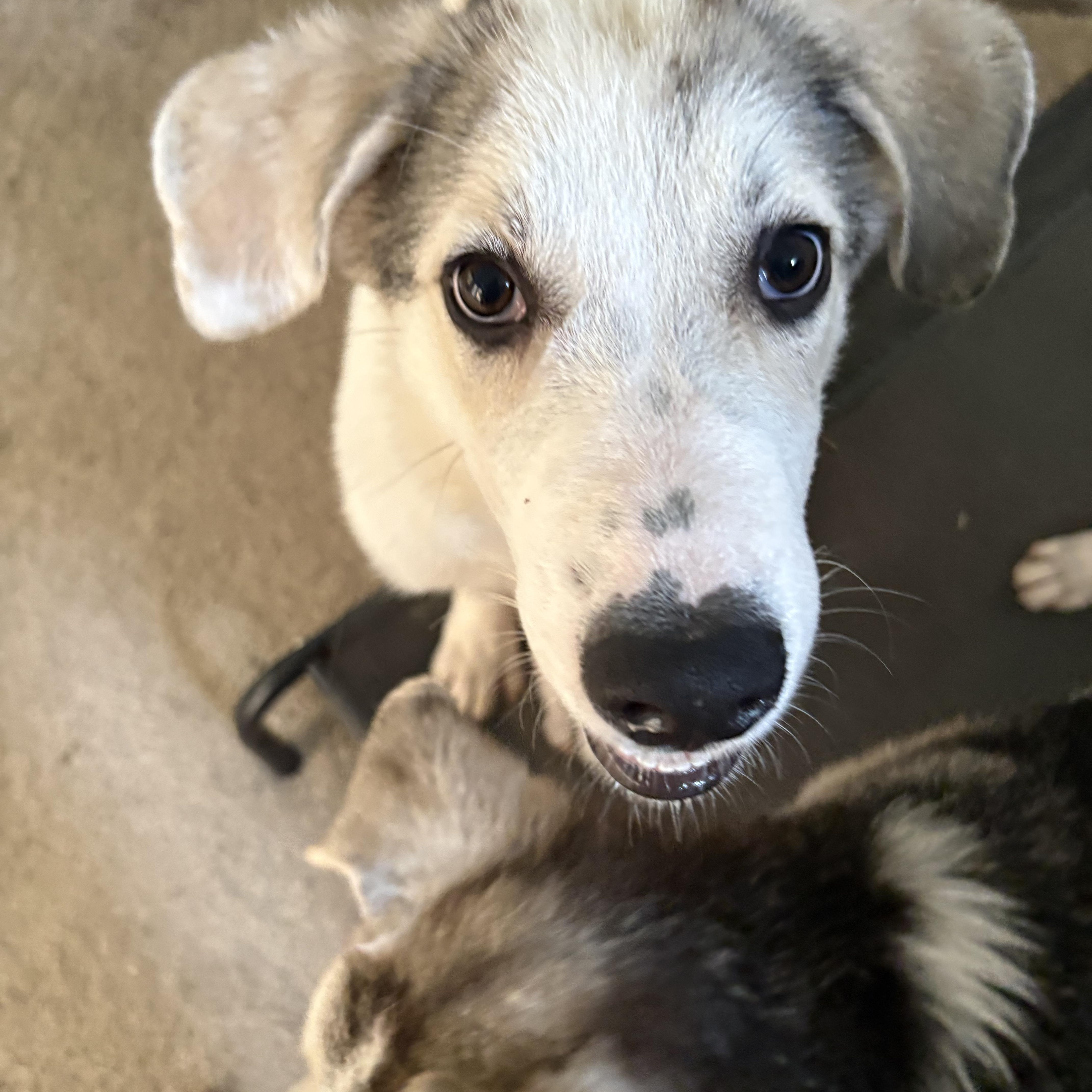 Nala, a ADOPTABLE mixed breed in Jasper, GA image 5/6