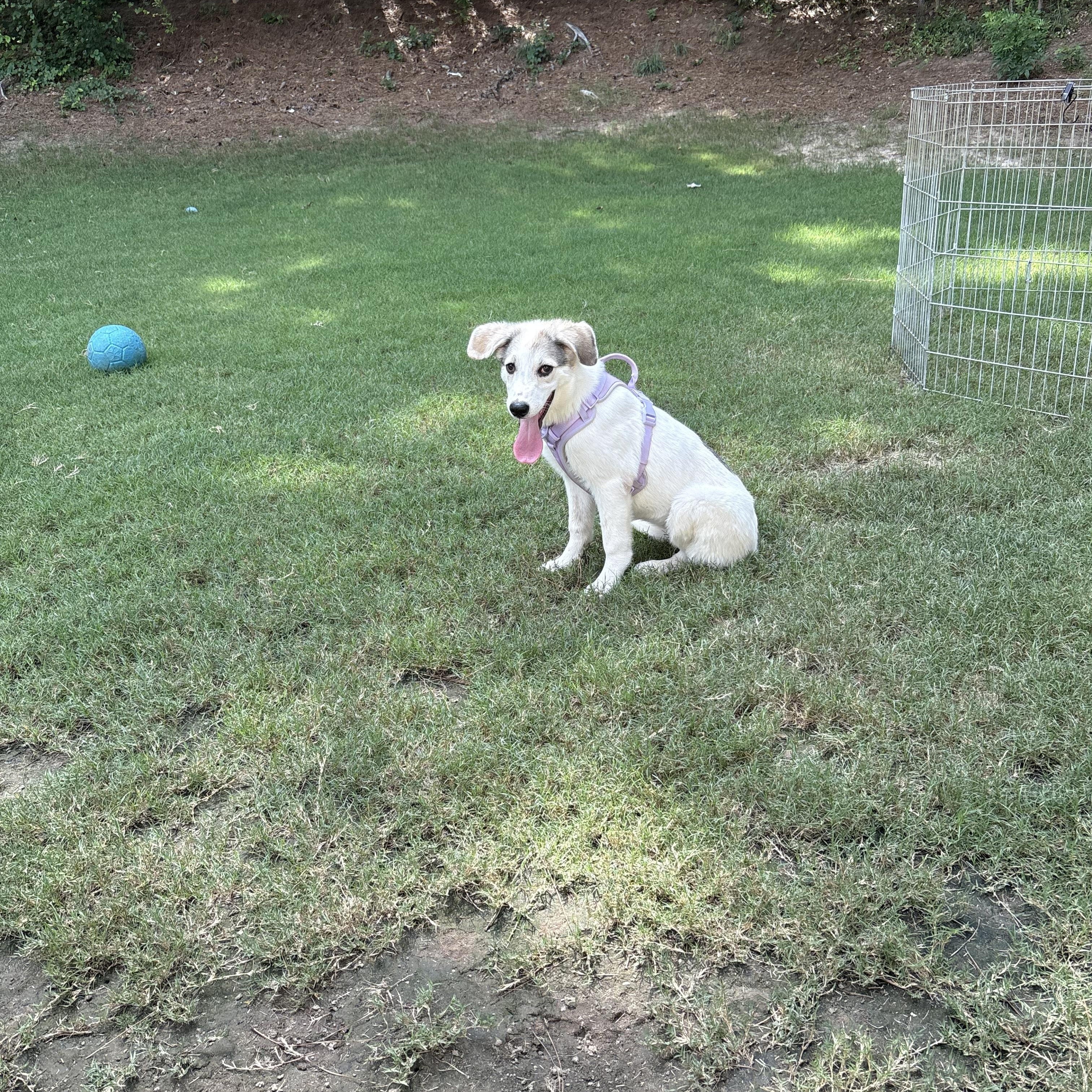 Nala, a ADOPTABLE mixed breed in Jasper, GA image 6/6