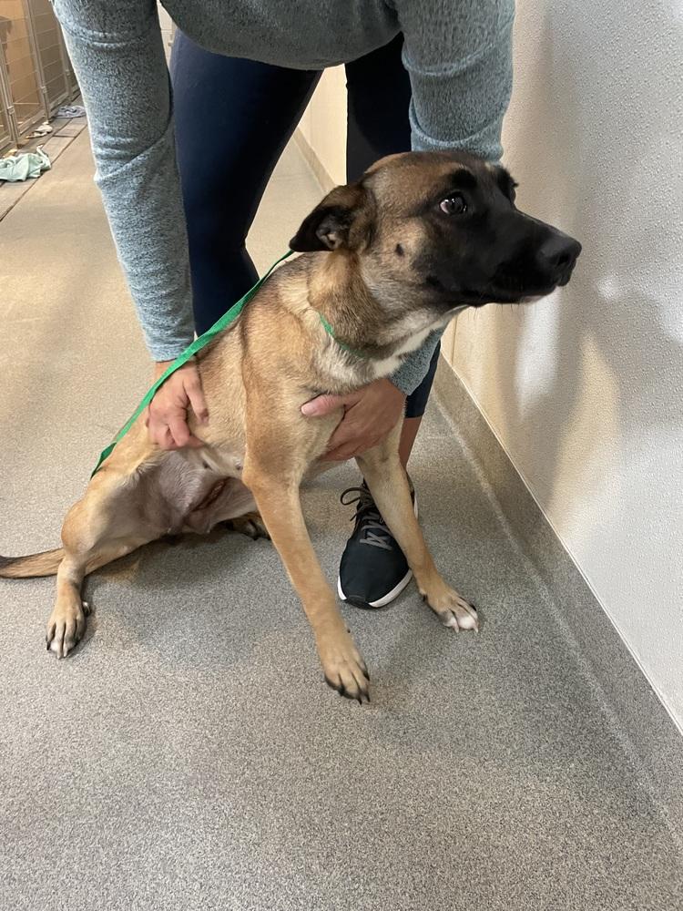 Enlarge Paris, a Adoptable Belgian Shepherd / Malinois in Albuquerque, NM image 1/3