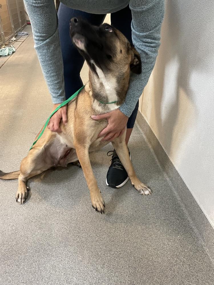 Enlarge Paris, a Adoptable Belgian Shepherd / Malinois in Albuquerque, NM image 2/3