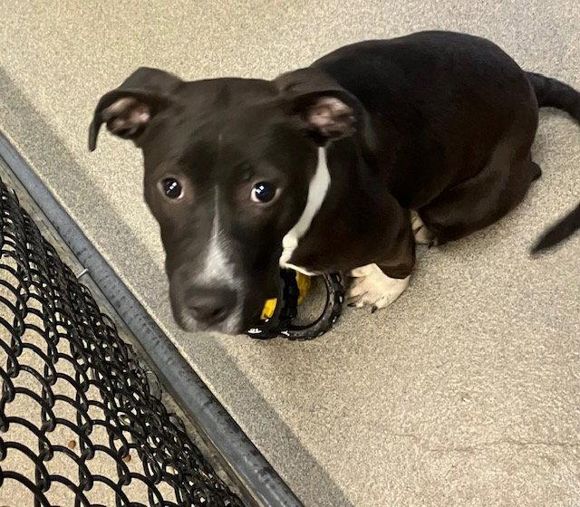 Enlarge penguin 5 months, a Adoptable Labrador Retriever in Sterling, MA image 1/2