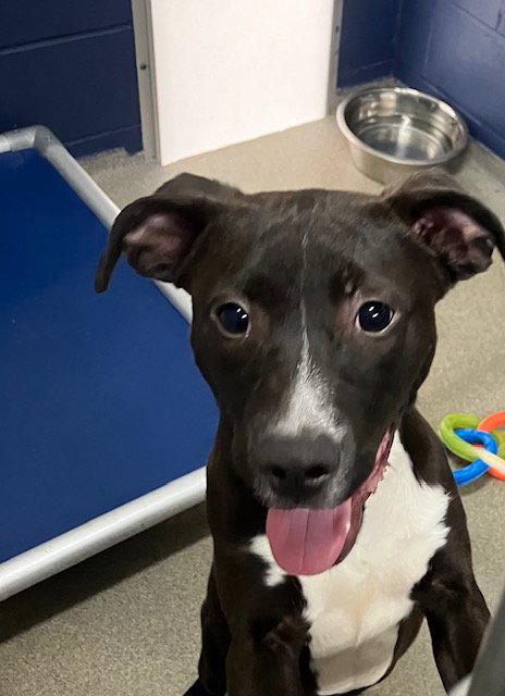 Enlarge penguin 5 months, a Adoptable Labrador Retriever in Sterling, MA image 2/2