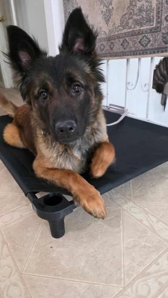 Azly - Located in MN — thumbnail 3