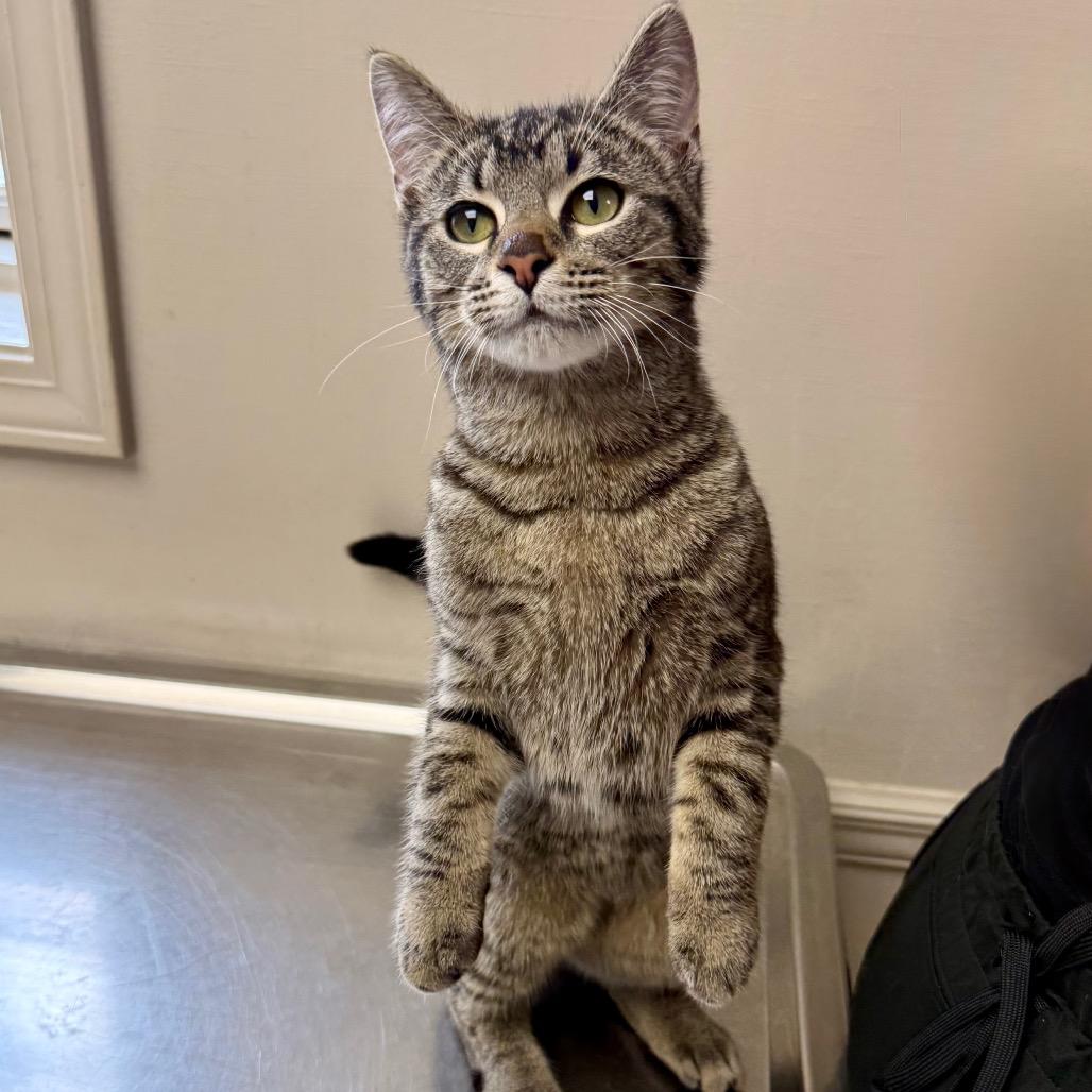 Sonic — thumbnail 2