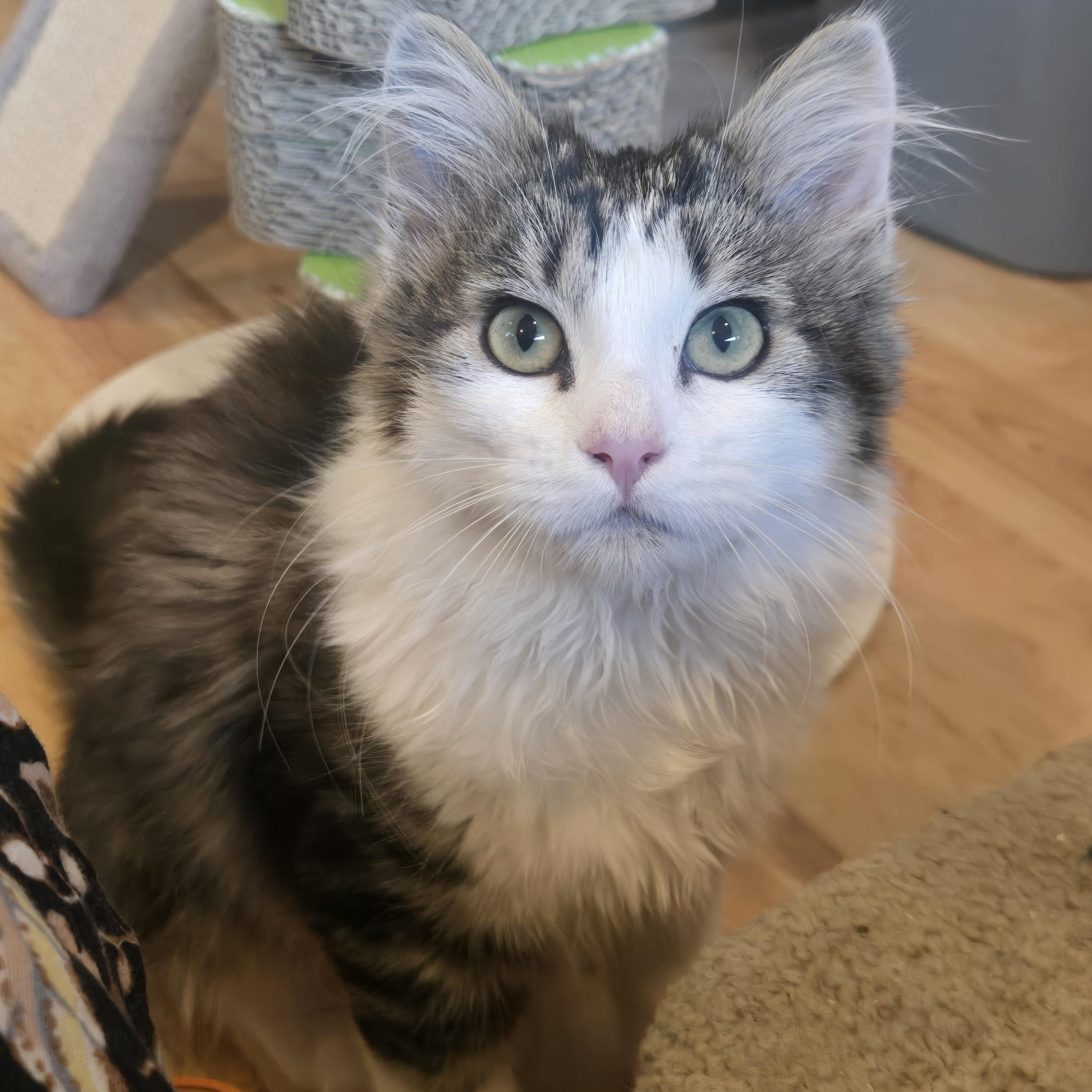 Maple, an adopted mixed breed in Renton, WA image 2/3