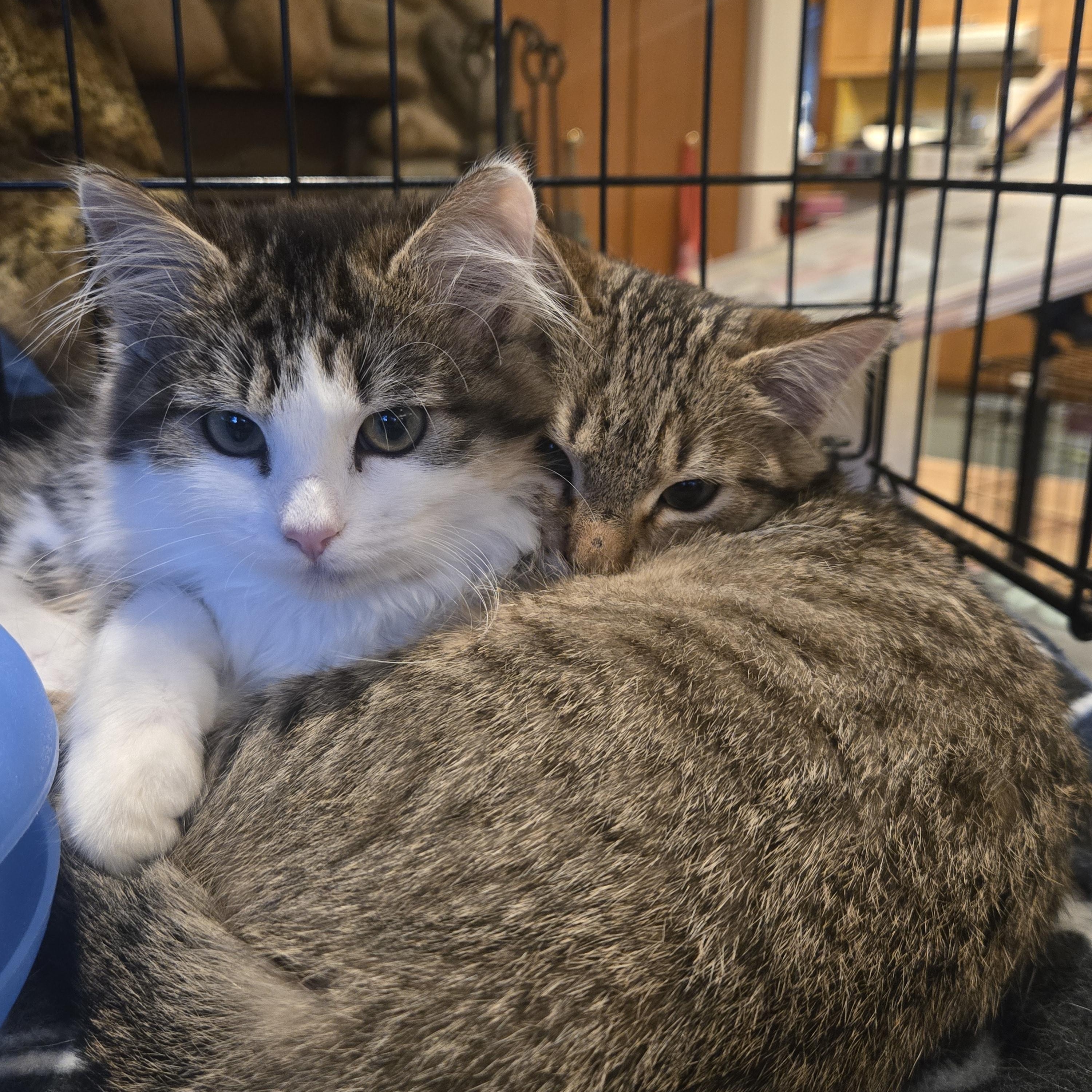Maple, an adopted mixed breed in Renton, WA image 3/3