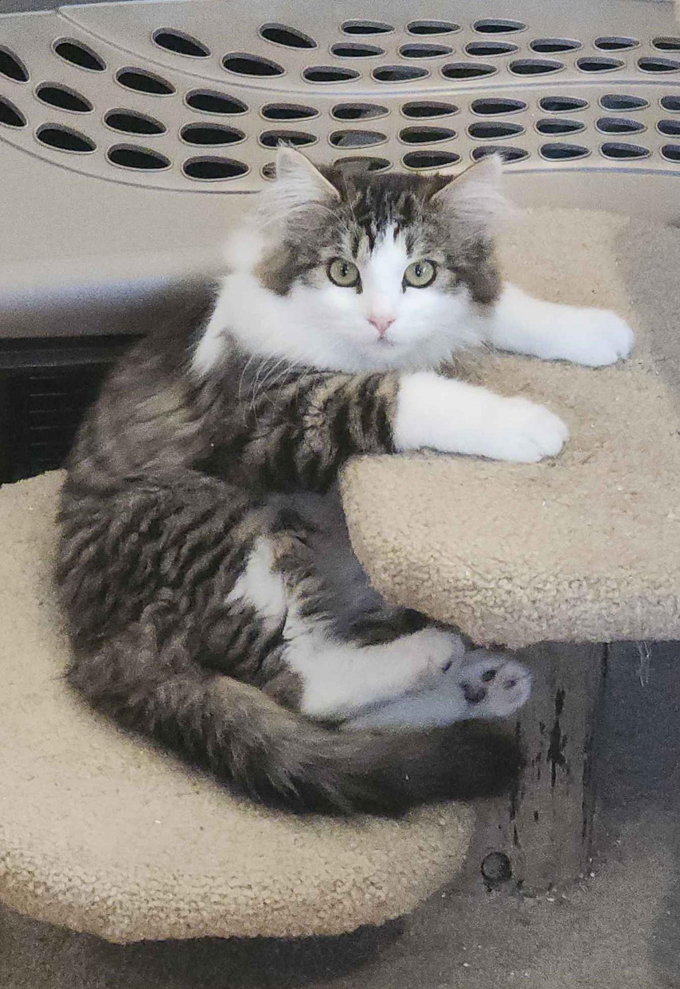 Maple, adopted, Kitten Female Domestic Long Hair & Maine Coon.