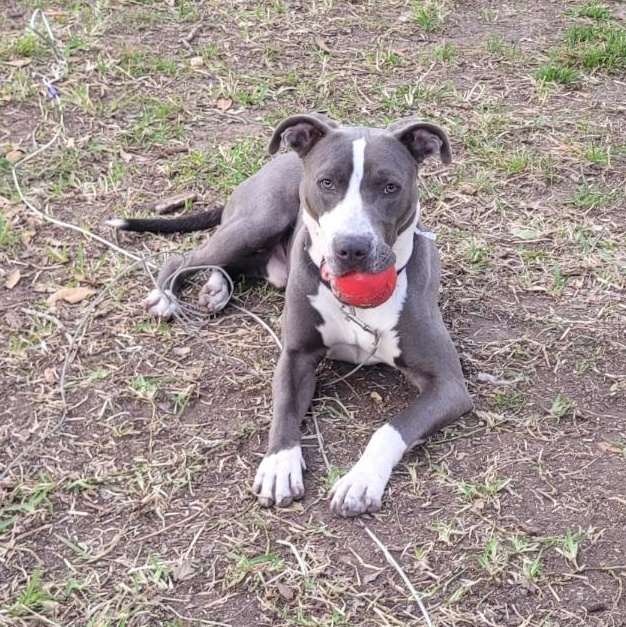 Tony — thumbnail 4