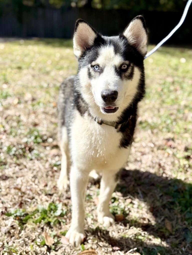 Enlarge Zion, a ADOPTABLE Siberian Husky in Covington, LA image 1/6